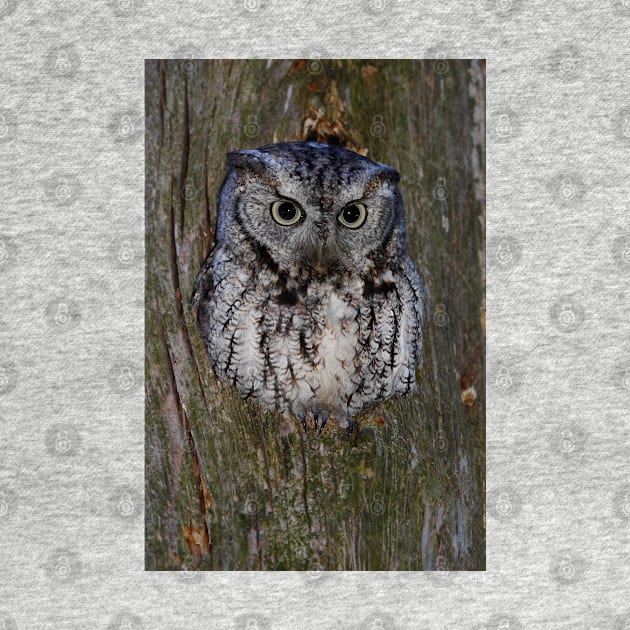 Eastern Screech Owl eye opener by Jim Cumming
